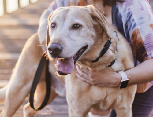 Buddy the Therapy Dog’s Blog: Tips for Healthy Living During COVID-19